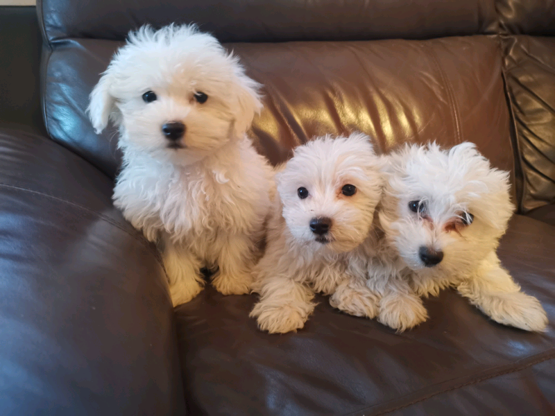 gumtree maltese puppies